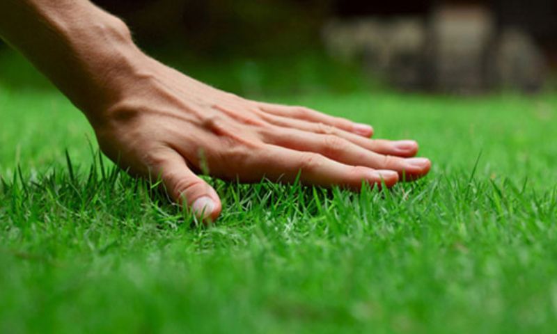 Những loại cỏ trồng sân bóng đá phổ biến